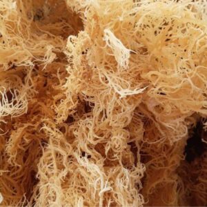 Sea Moss - Gold