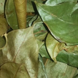 Soursop Leaves