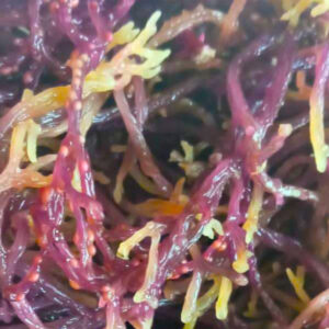 Sea Moss - Full Spectrum