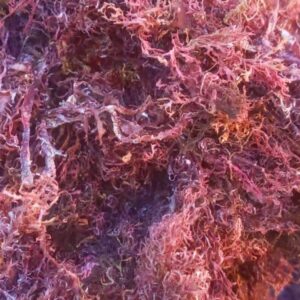 Sea Moss - Purple